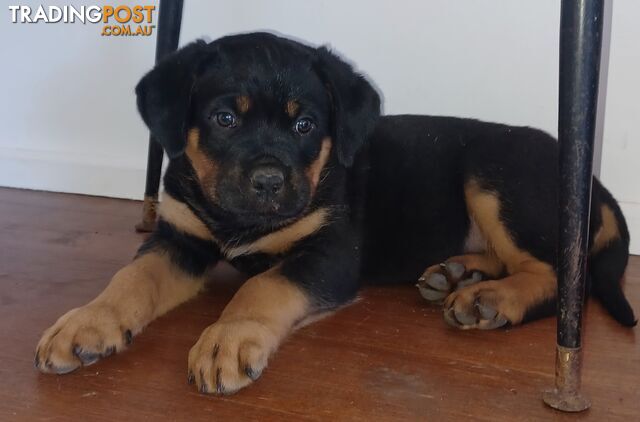 Rottweiler X Dogue De Bordeaux Puppies available 7th October