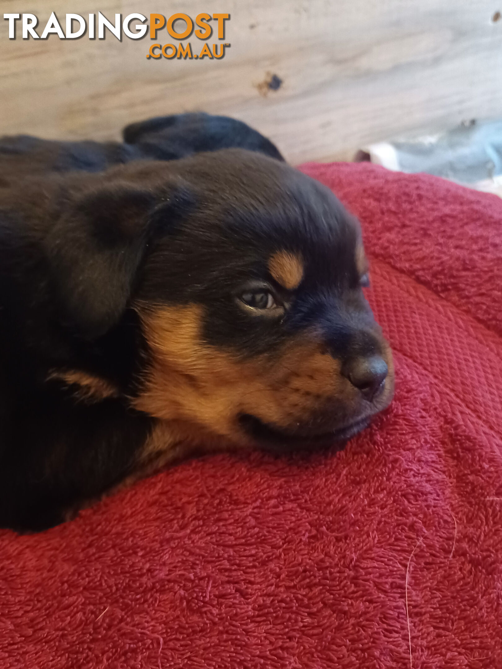 Rotti Bordeaux Puppies for sale