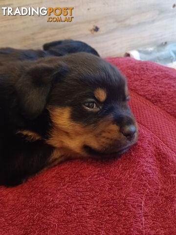 Rotti Bordeaux Puppies for sale