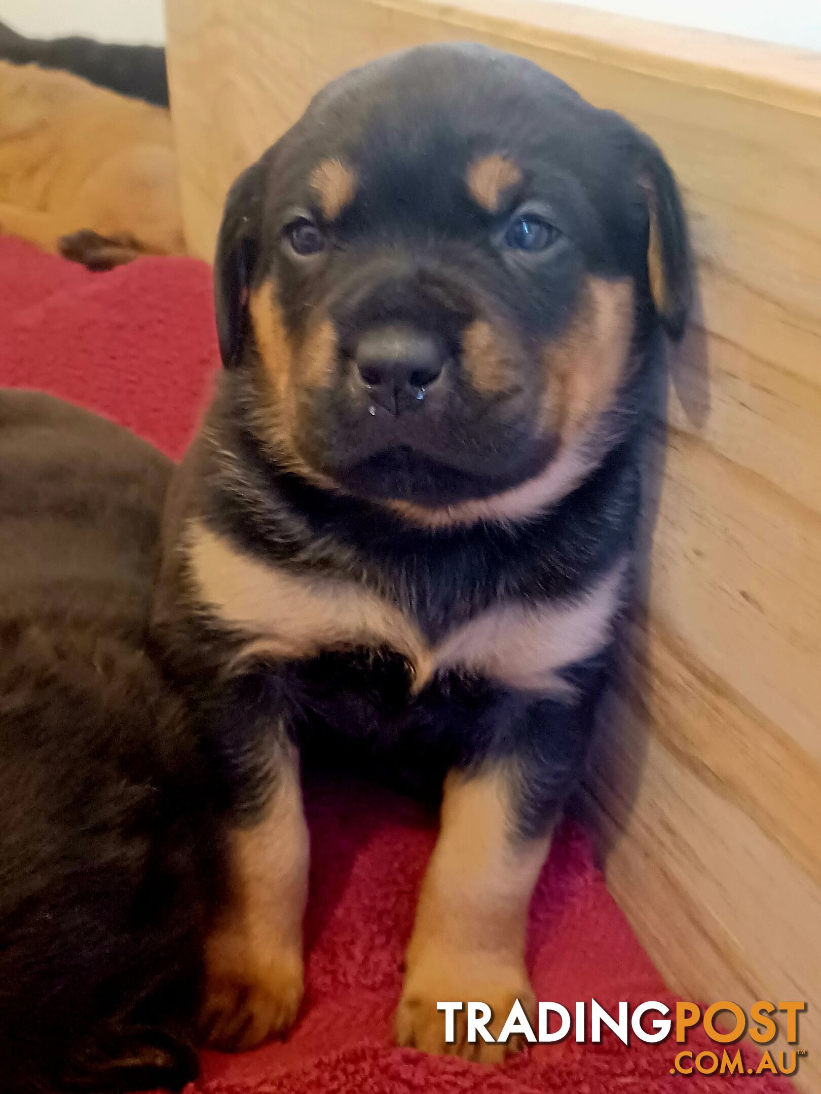 Rotti Bordeaux Puppies for sale