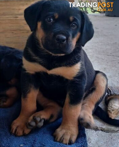 Rottweiler X Dogue De Bordeaux Puppies available 7th October