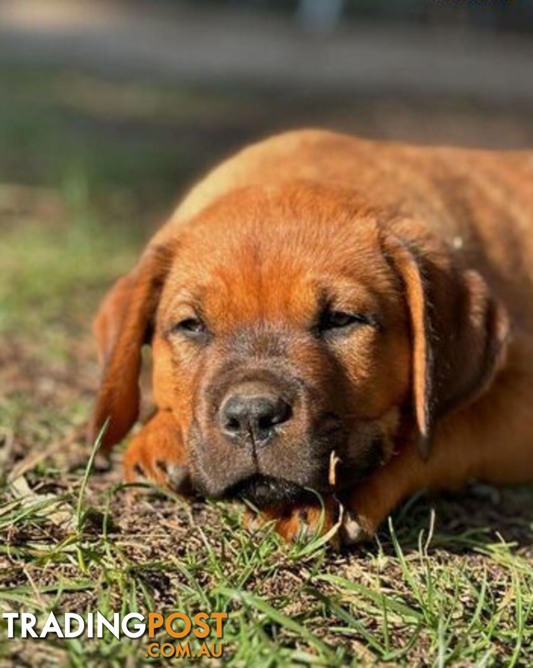 Rottweiler X Dogue De Bordeaux Puppies available 7th October