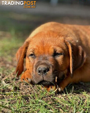 Rottweiler X Dogue De Bordeaux Puppies available 7th October