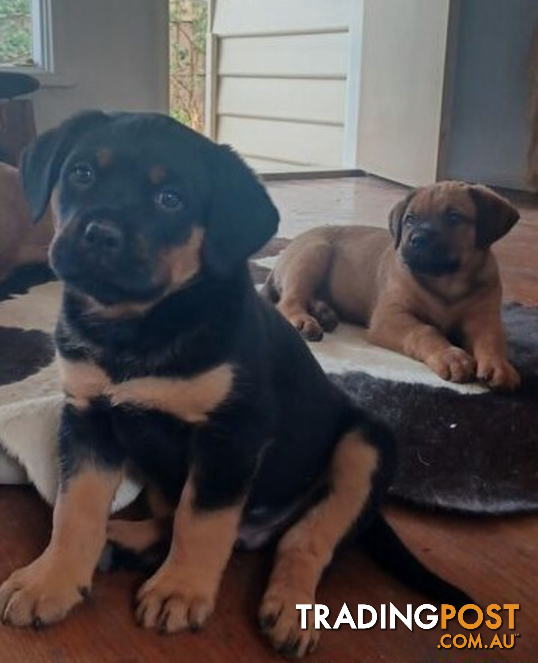 Rottweiler X Dogue De Bordeaux Puppies available 7th October