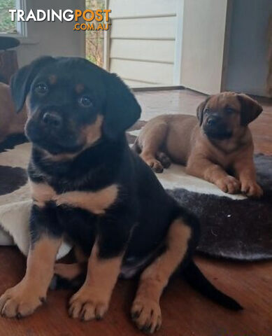 Rottweiler X Dogue De Bordeaux Puppies available 7th October