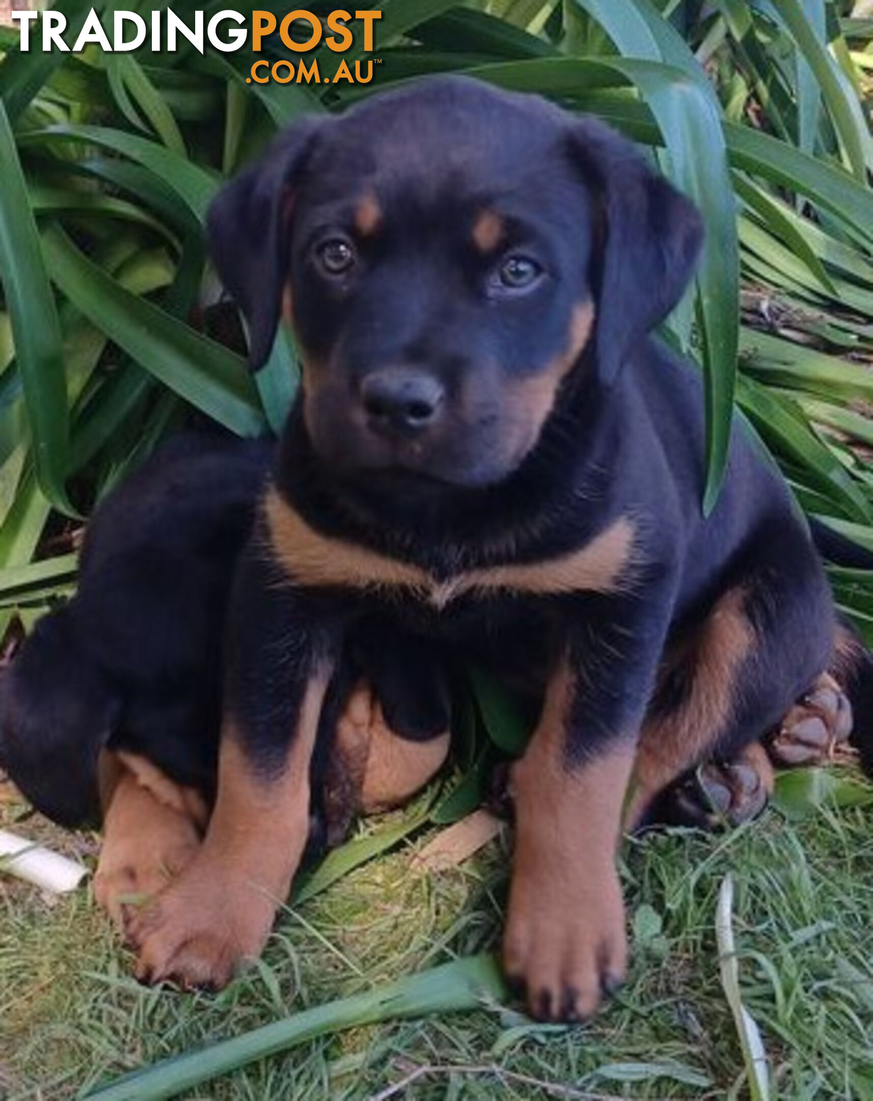 Rottweiler X Dogue De Bordeaux Puppies available 7th October