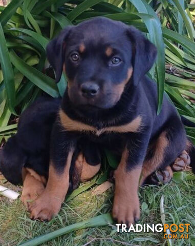 Rottweiler X Dogue De Bordeaux Puppies available 7th October