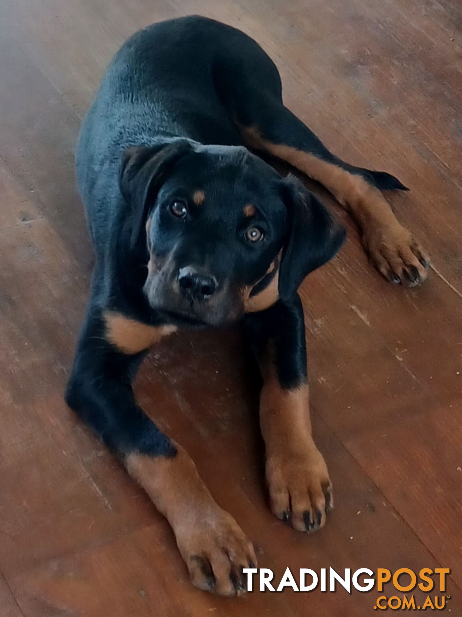 Rottweiler X Dogue De Bordeaux Puppies available 7th October