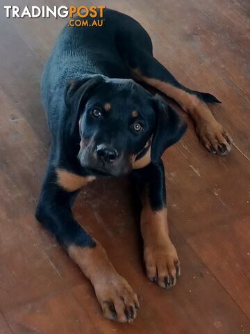 Rottweiler X Dogue De Bordeaux Puppies available 7th October