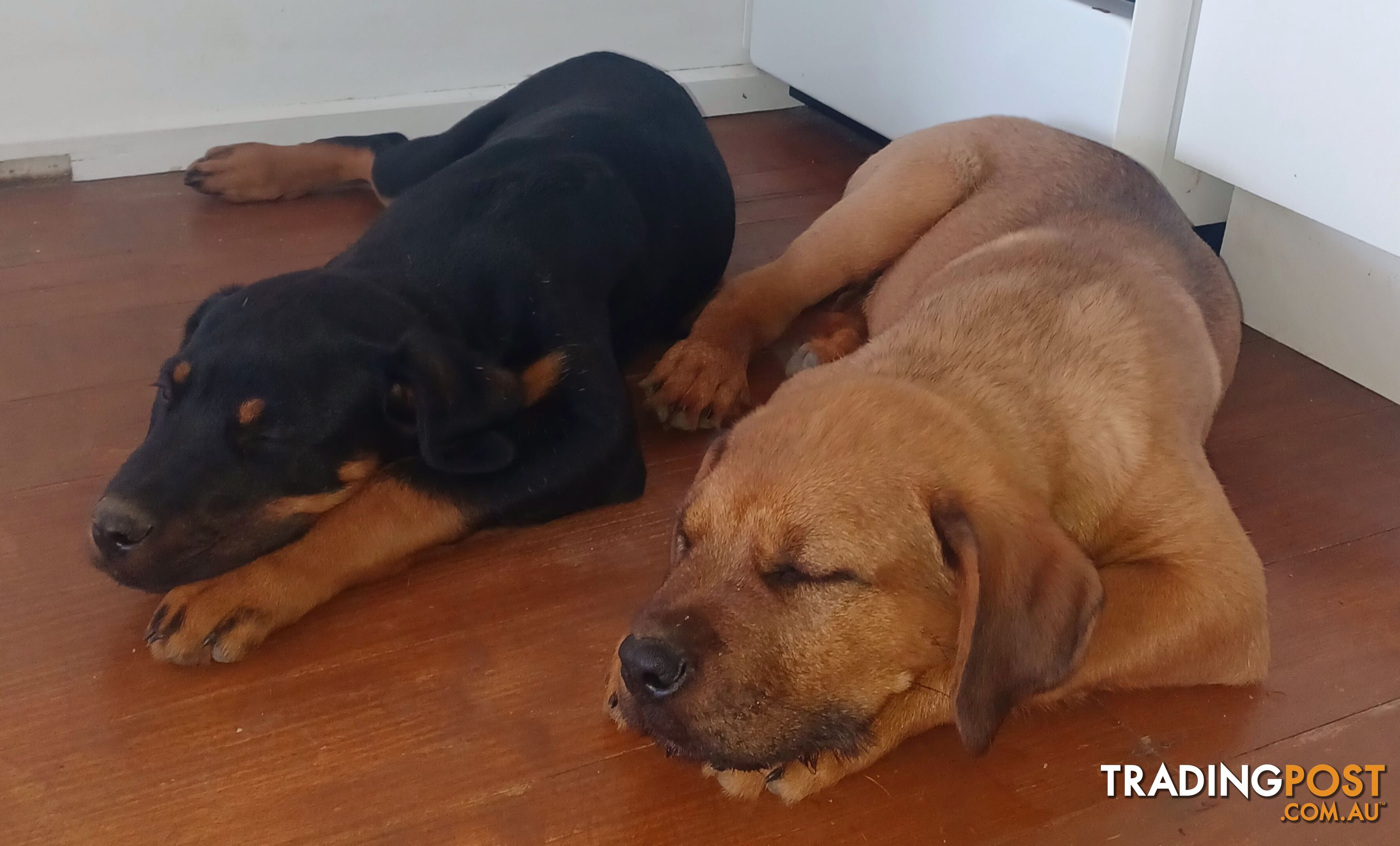 Rottweiler X Dogue De Bordeaux Puppies available 7th October