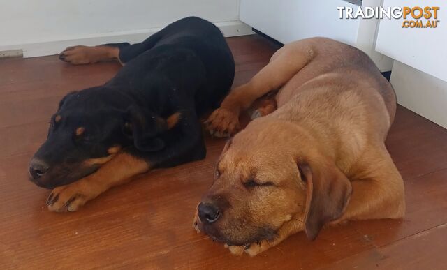 Rottweiler X Dogue De Bordeaux Puppies available 7th October