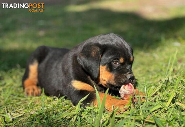 Rottweiler X Dogue De Bordeaux Puppies available 7th October