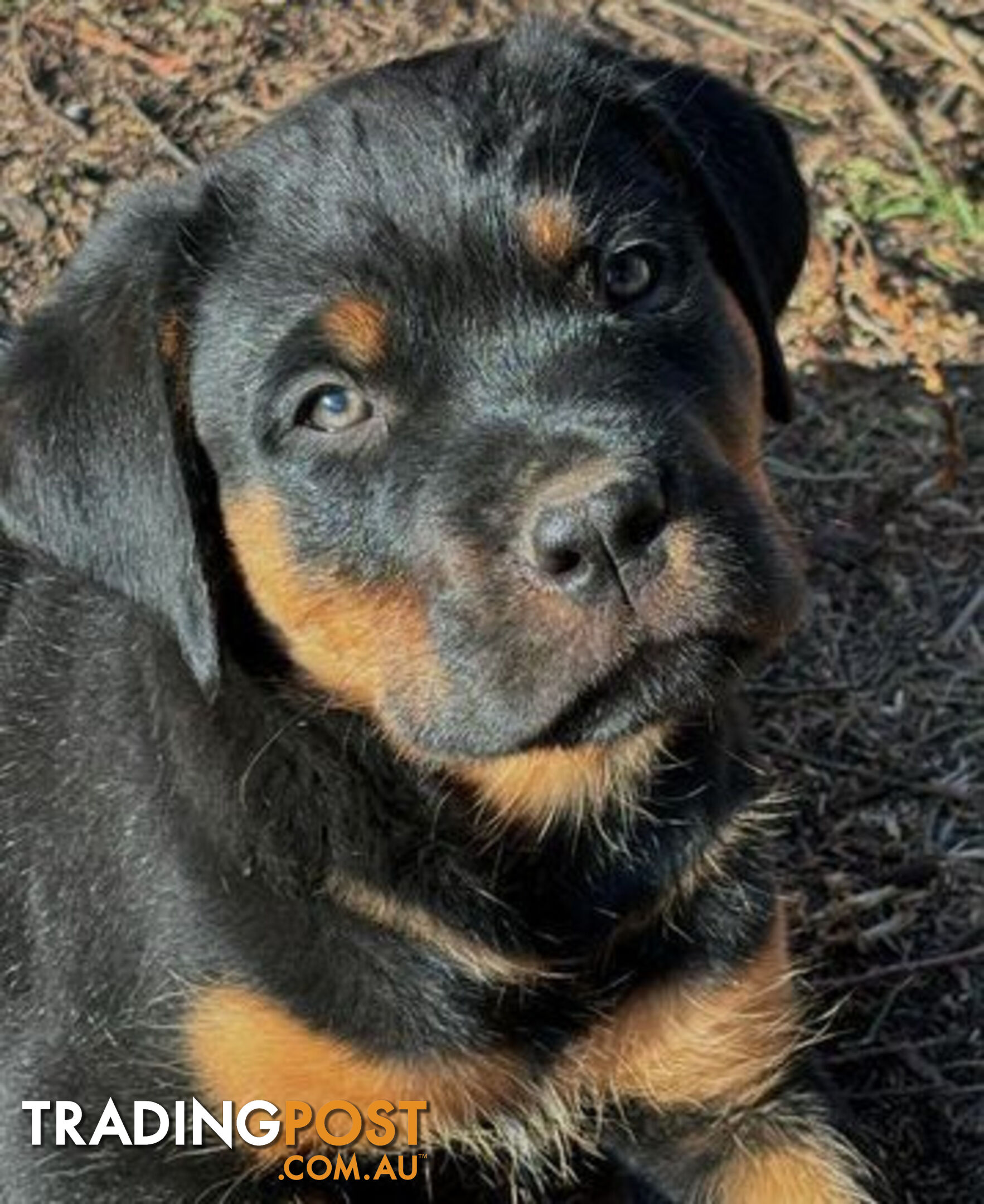 Rottweiler X Dogue De Bordeaux Puppies available 7th October