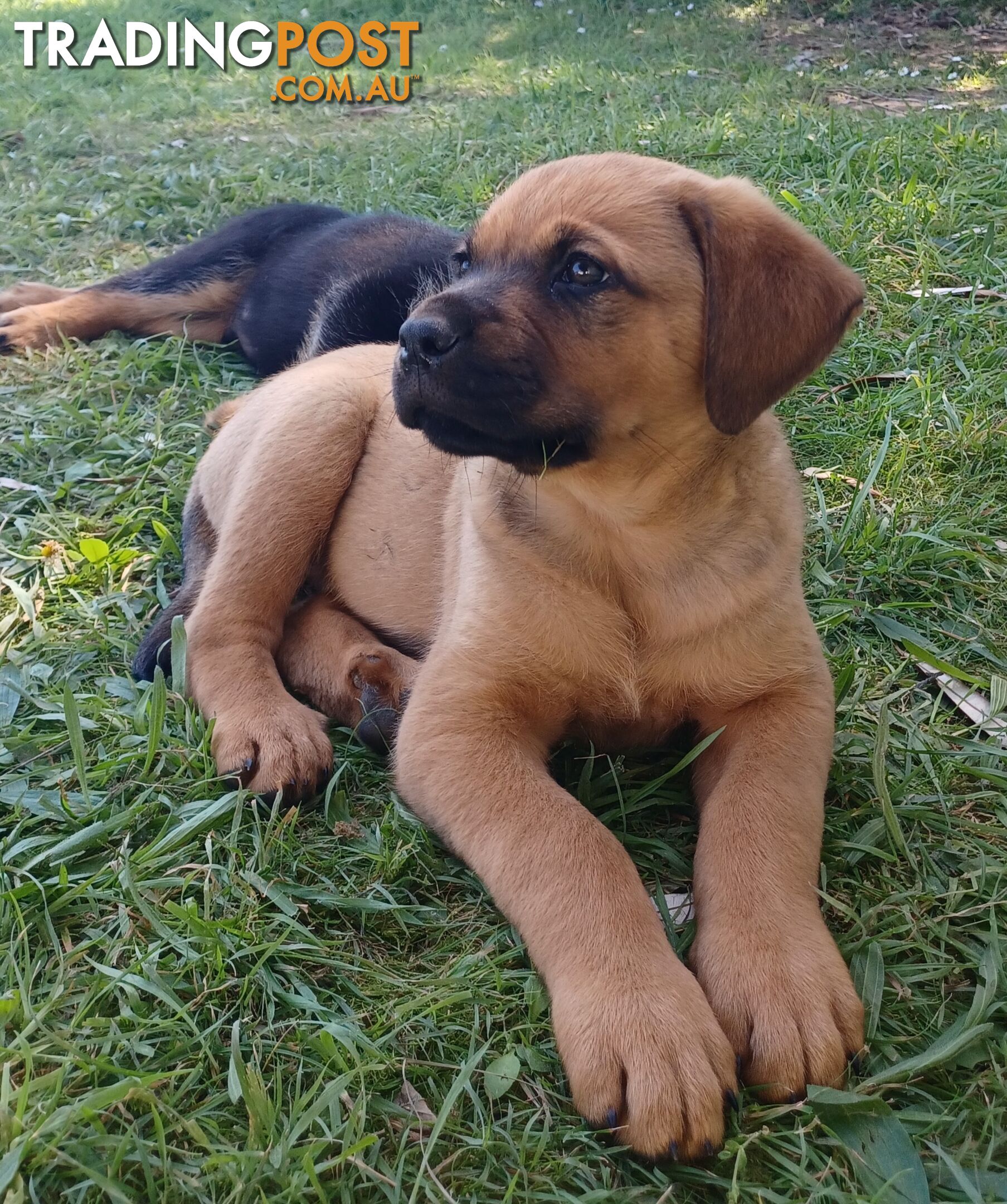 Rottweiler X Dogue De Bordeaux Puppies available 7th October