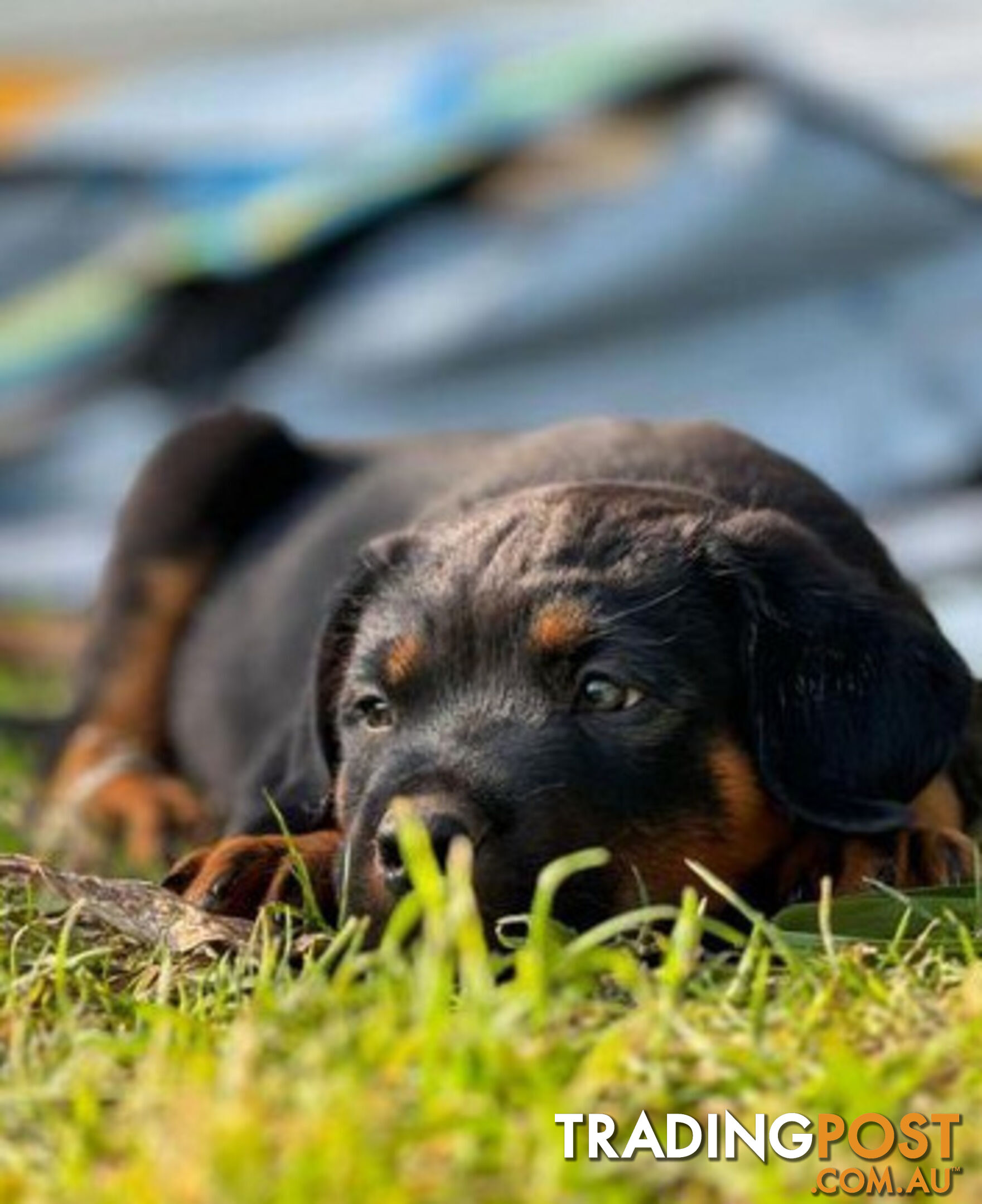 Rottweiler X Dogue De Bordeaux Puppies available 7th October