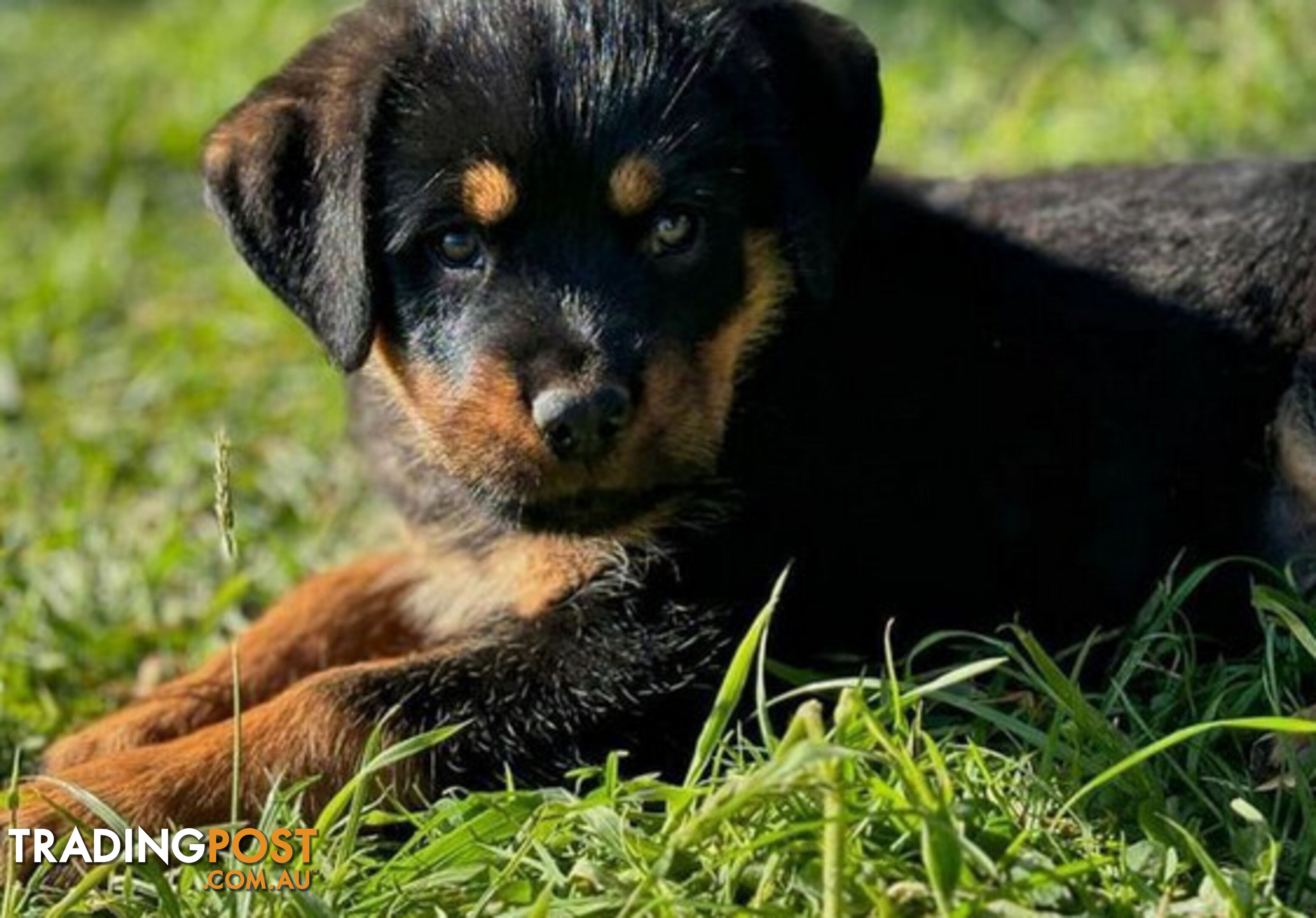 Rottweiler X Dogue De Bordeaux Puppies available 7th October