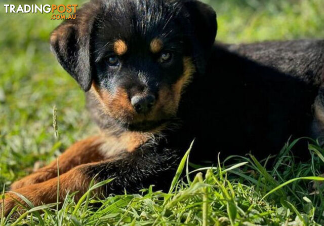 Rottweiler X Dogue De Bordeaux Puppies available 7th October