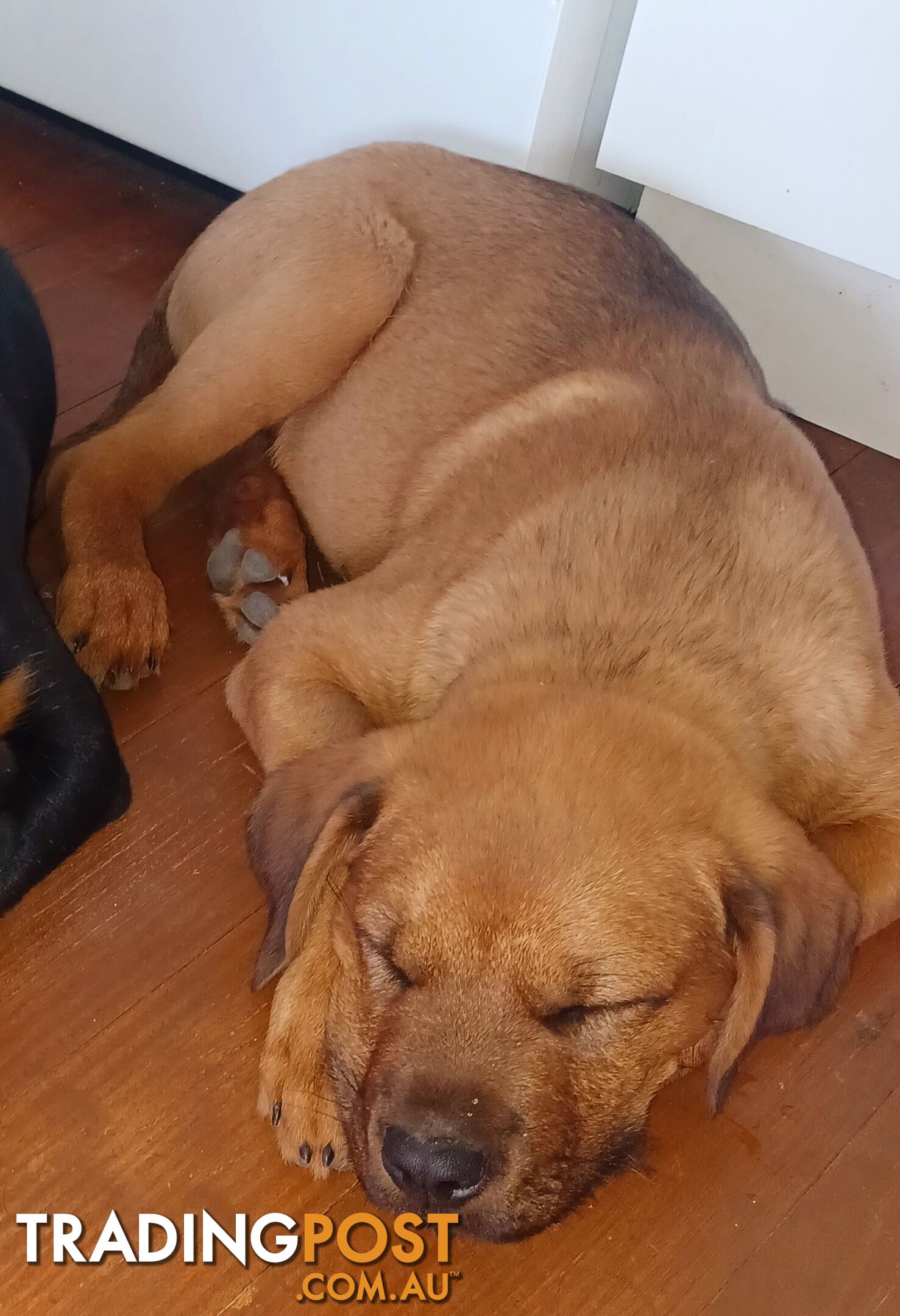 Rottweiler X Dogue De Bordeaux Puppies available 7th October