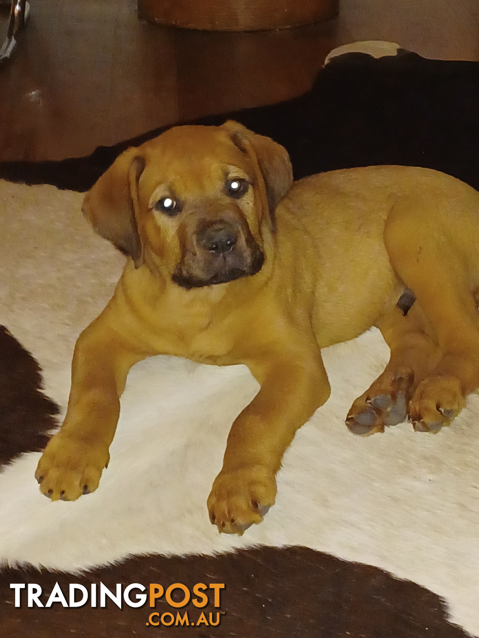 Rottweiler X Dogue De Bordeaux Puppies available 7th October