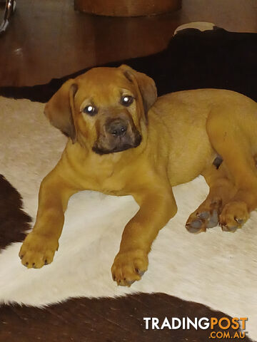 Rottweiler X Dogue De Bordeaux Puppies available 7th October