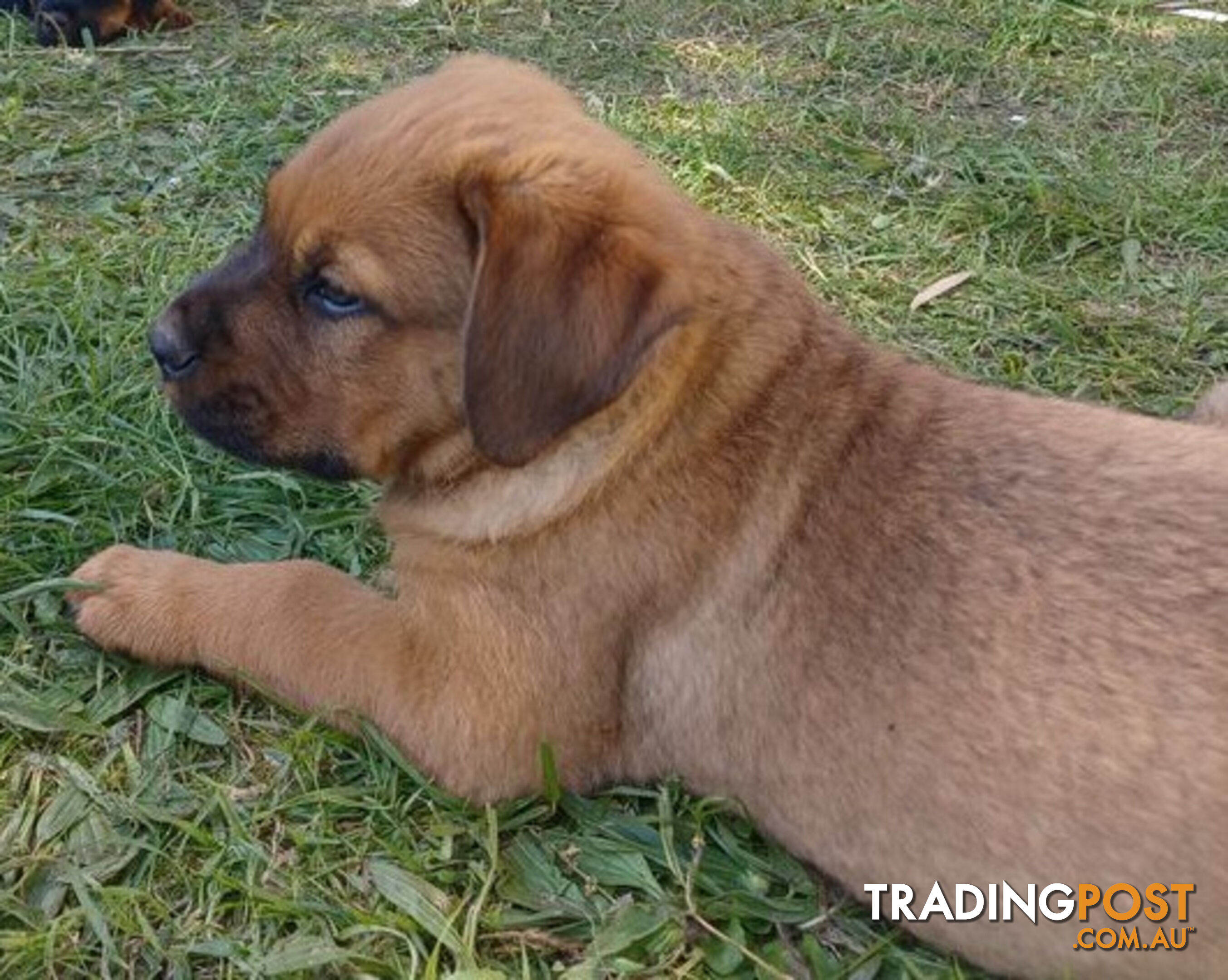 Rottweiler X Dogue De Bordeaux Puppies available 7th October