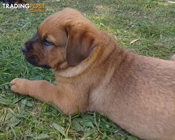 Rottweiler X Dogue De Bordeaux Puppies available 7th October