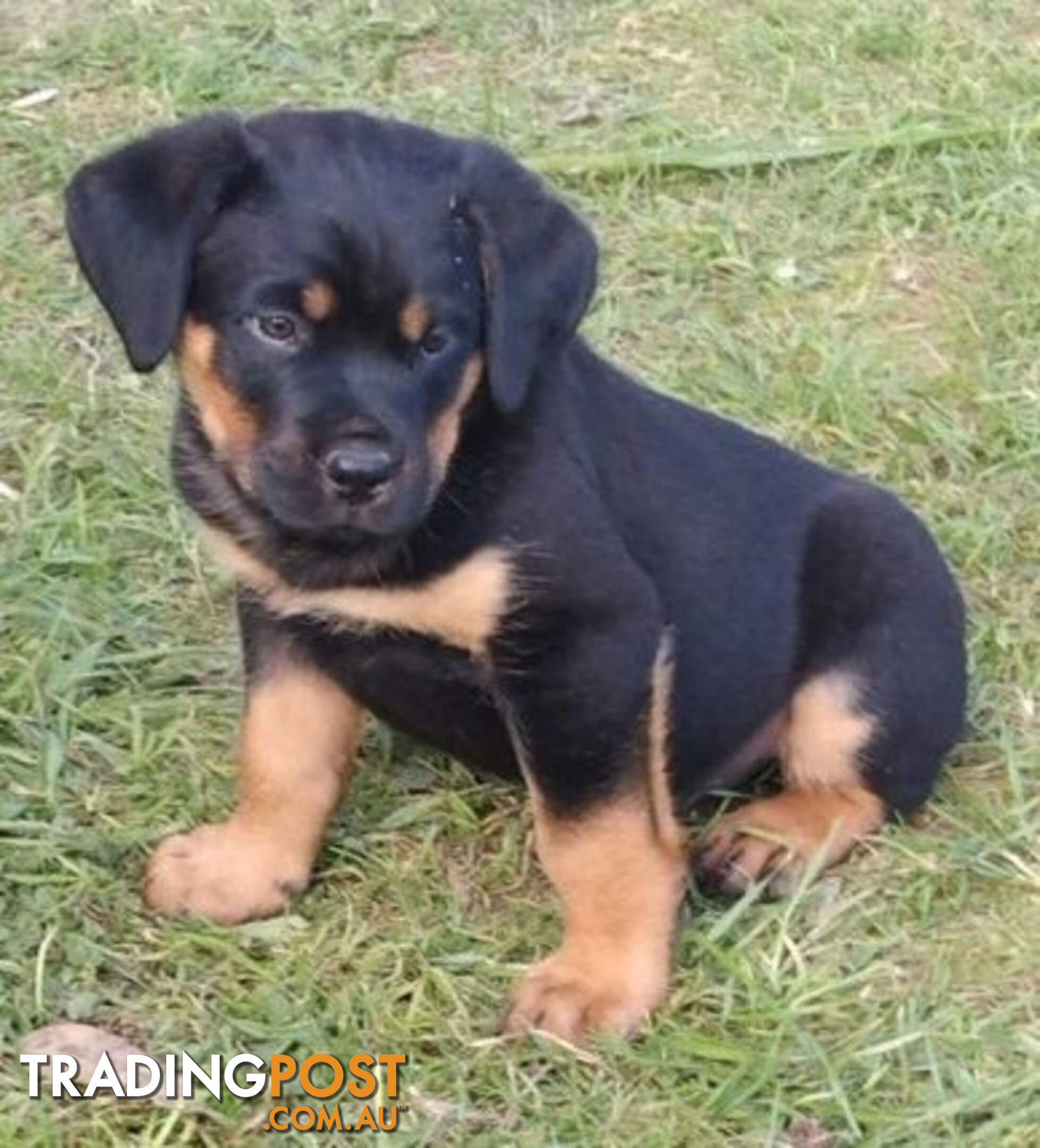 Rottweiler X Dogue De Bordeaux Puppies available 7th October