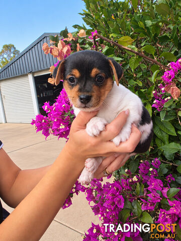 1 x Mini Foxie Male