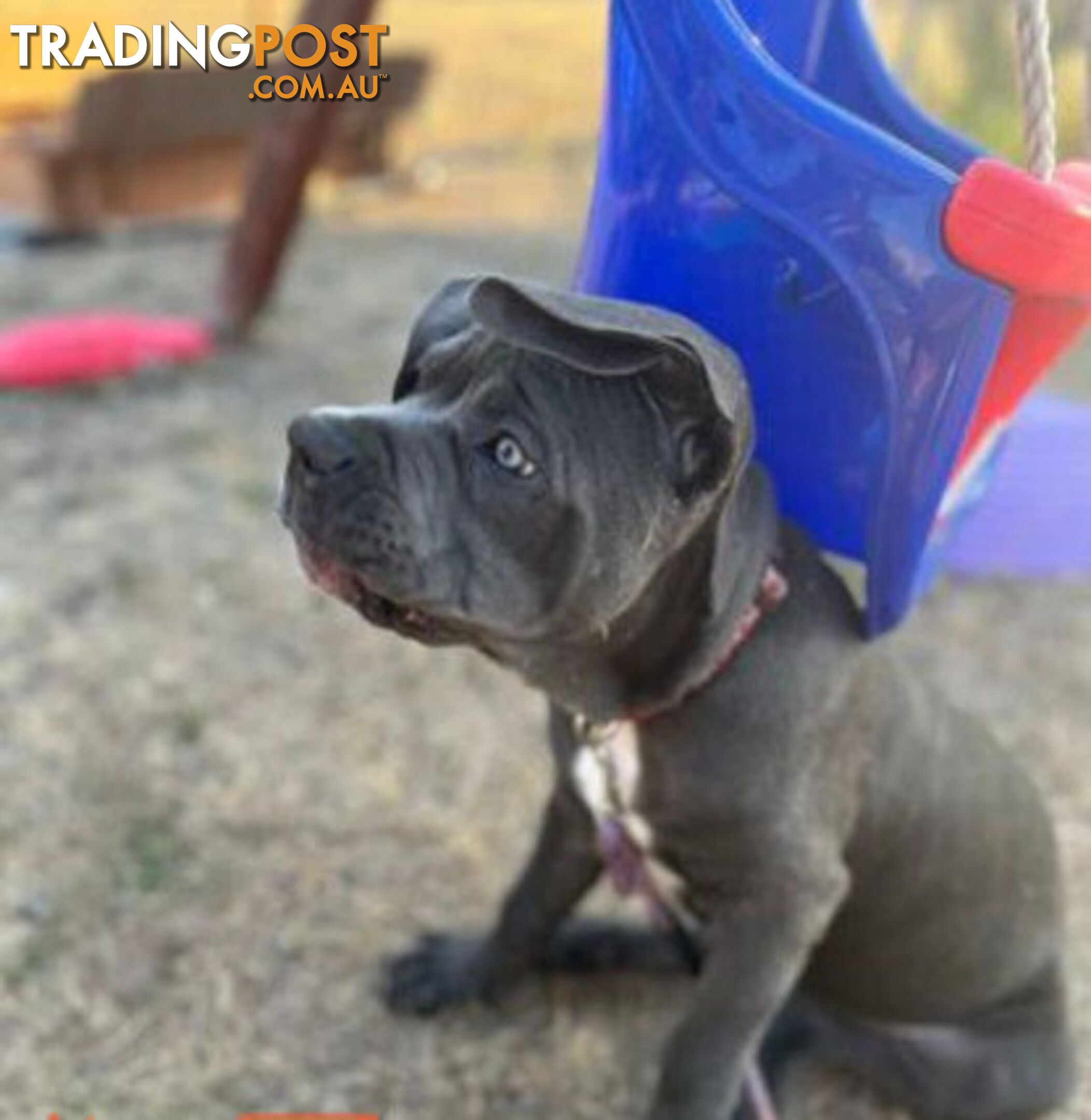 Pure Breed Neapolitan Mastiff Puppies For Sale