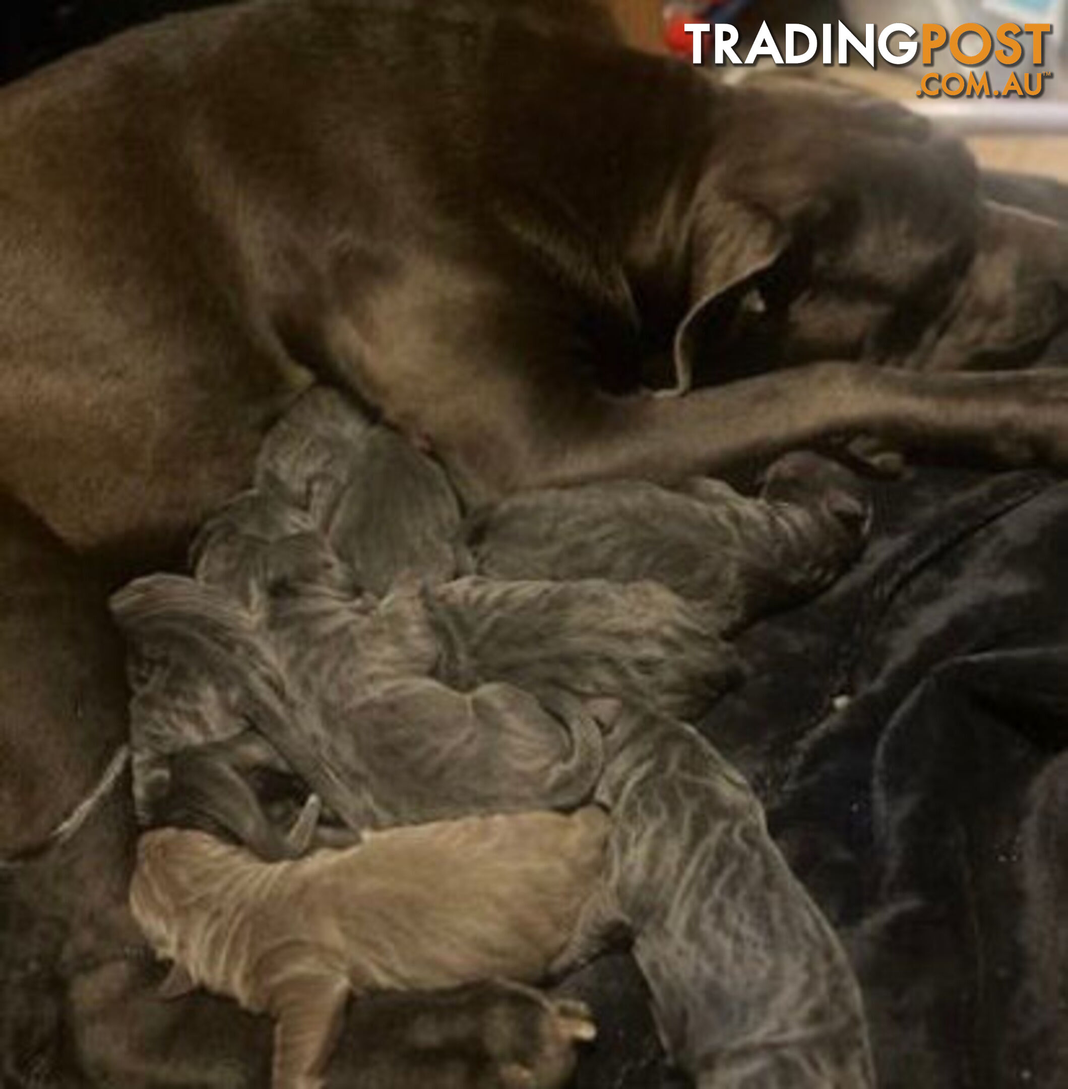 Pure Breed Neapolitan Mastiff Puppies For Sale