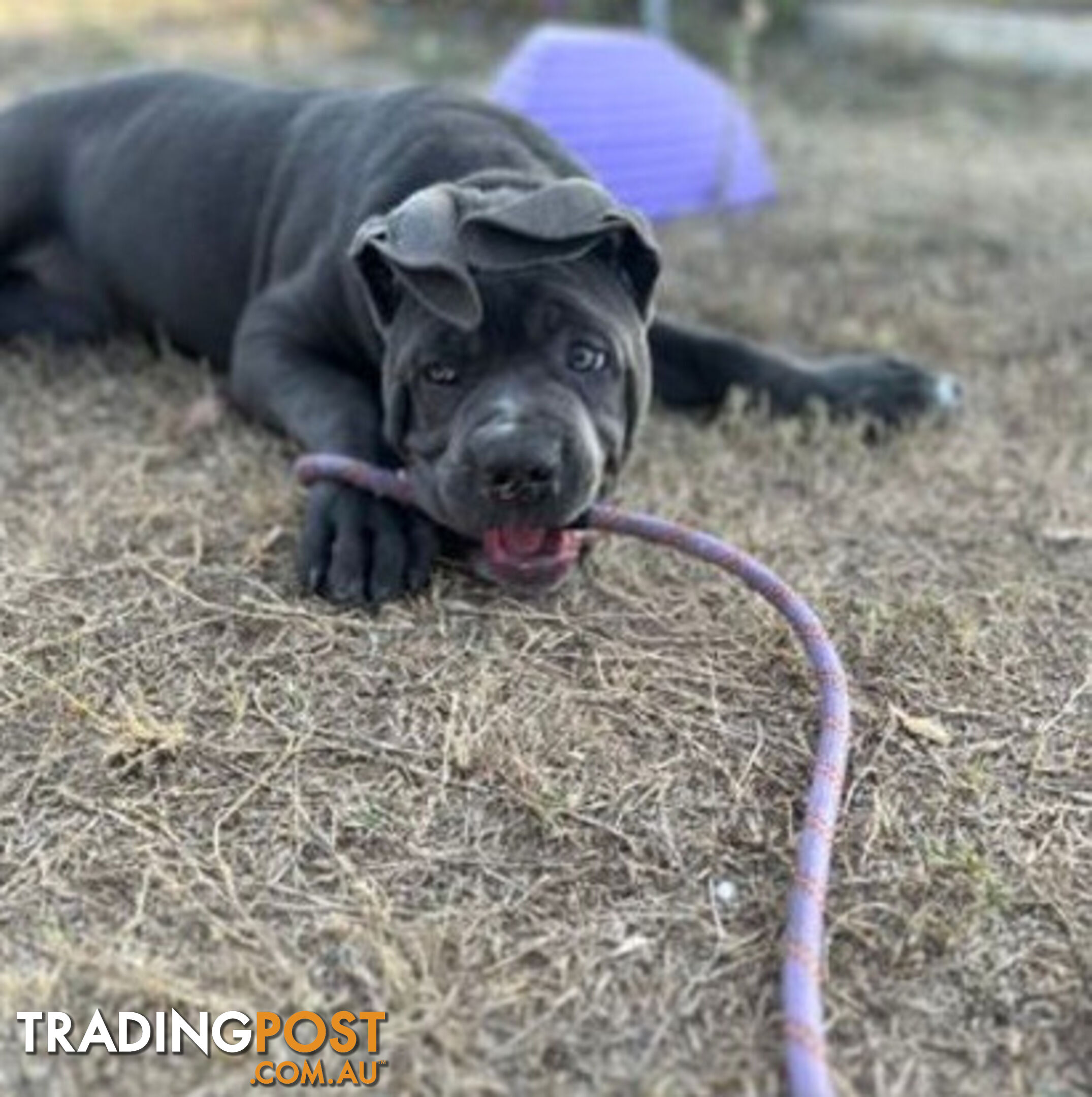 Pure Breed Neapolitan Mastiff Puppies For Sale