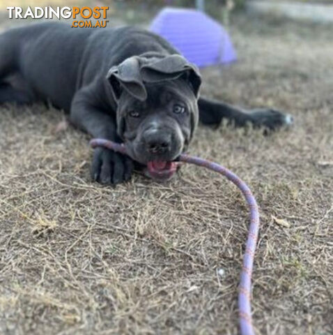 Pure Breed Neapolitan Mastiff Puppies For Sale