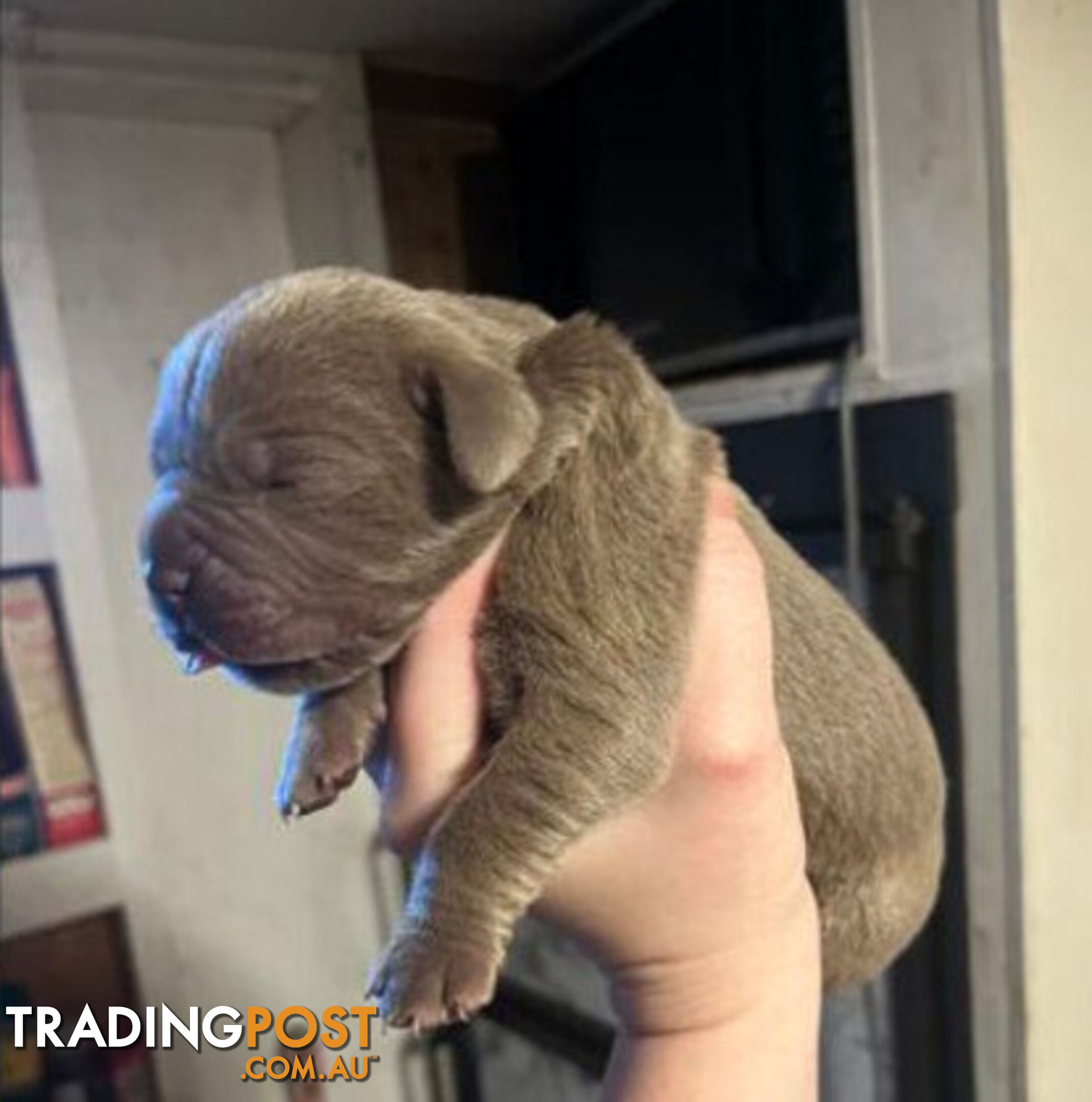 Pure Breed Neapolitan Mastiff Puppies For Sale