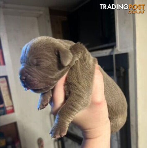 Pure Breed Neapolitan Mastiff Puppies For Sale