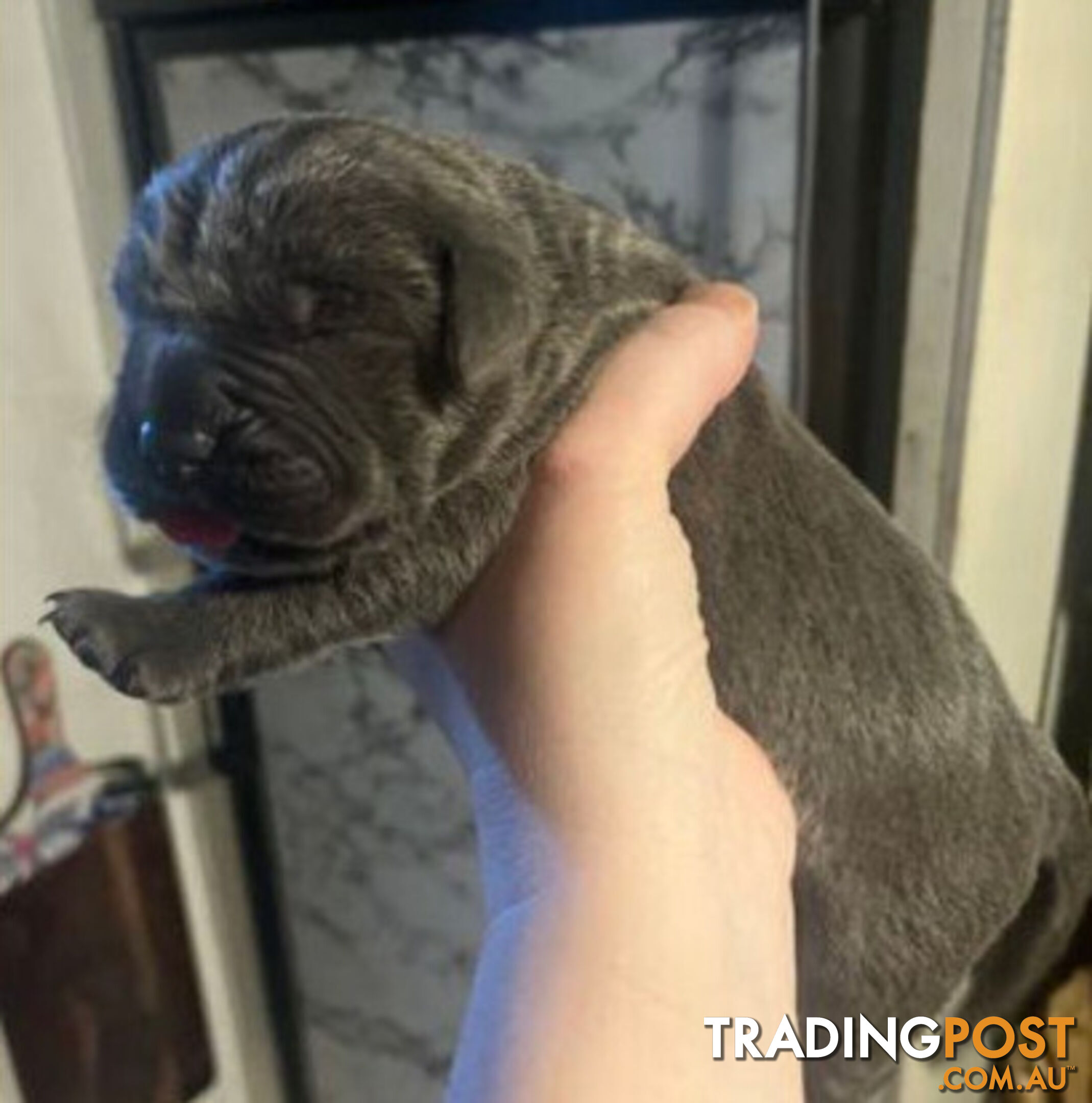 Pure Breed Neapolitan Mastiff Puppies For Sale