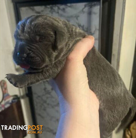 Pure Breed Neapolitan Mastiff Puppies For Sale