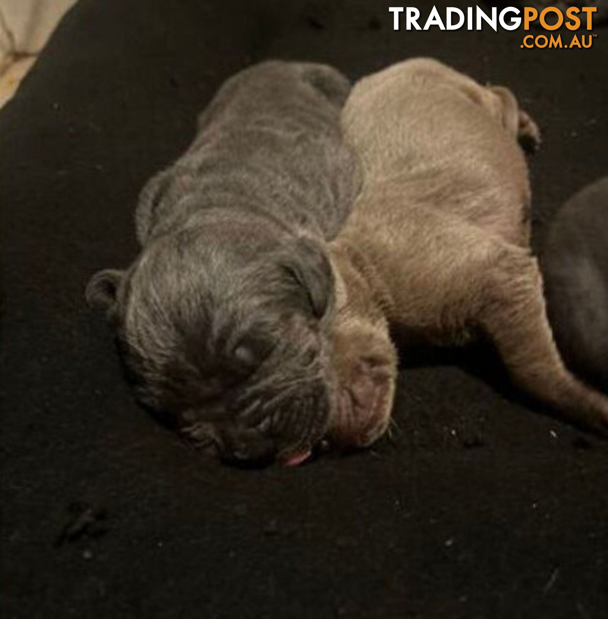 Pure Breed Neapolitan Mastiff Puppies For Sale