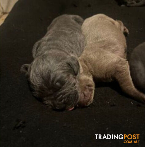 Pure Breed Neapolitan Mastiff Puppies For Sale