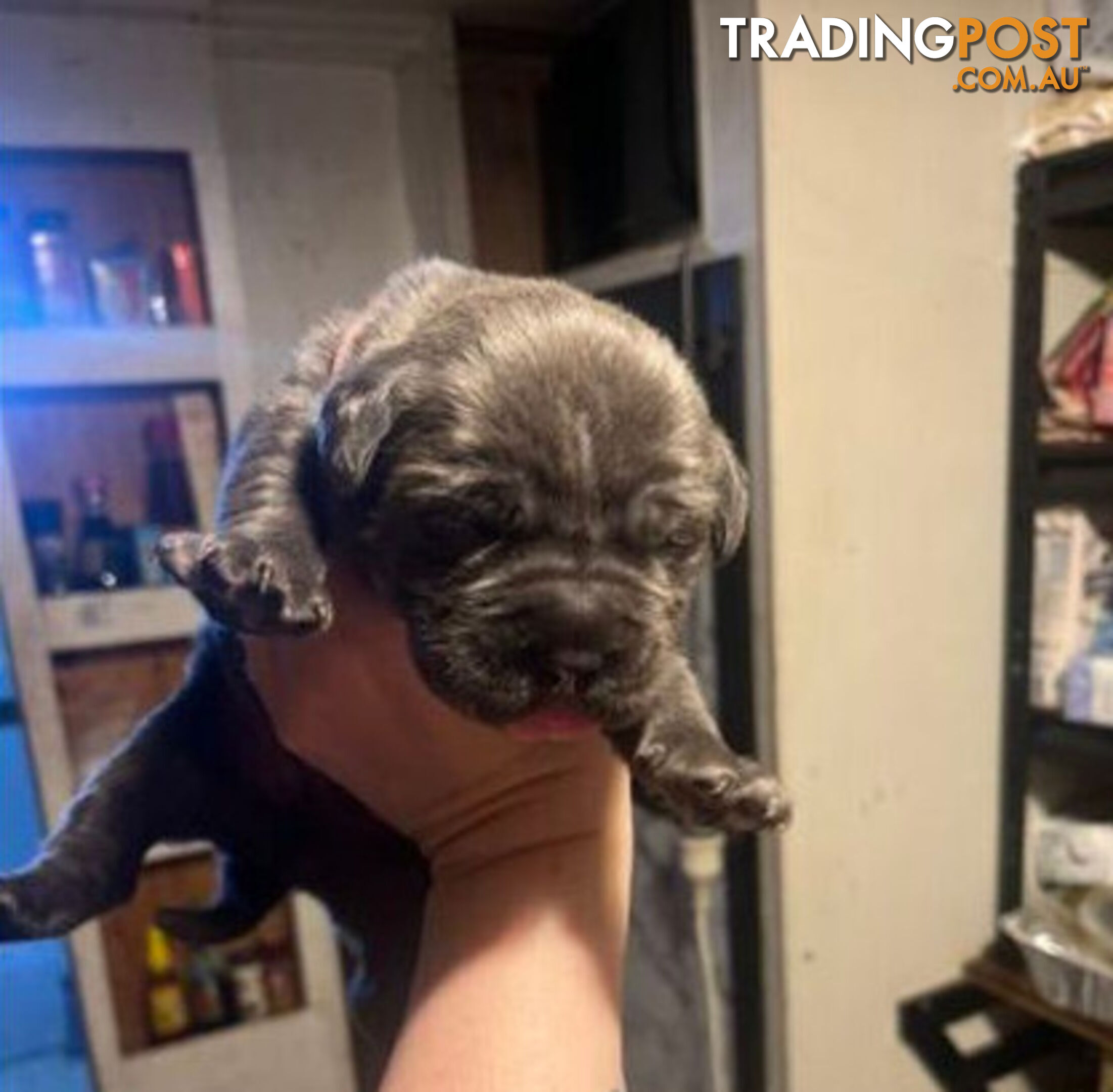 Pure Breed Neapolitan Mastiff Puppies For Sale