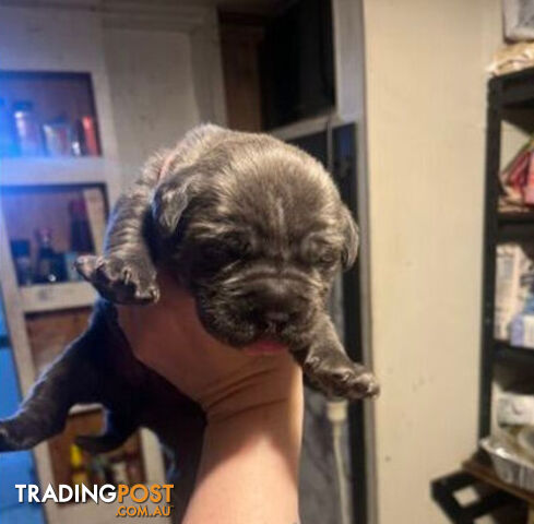 Pure Breed Neapolitan Mastiff Puppies For Sale