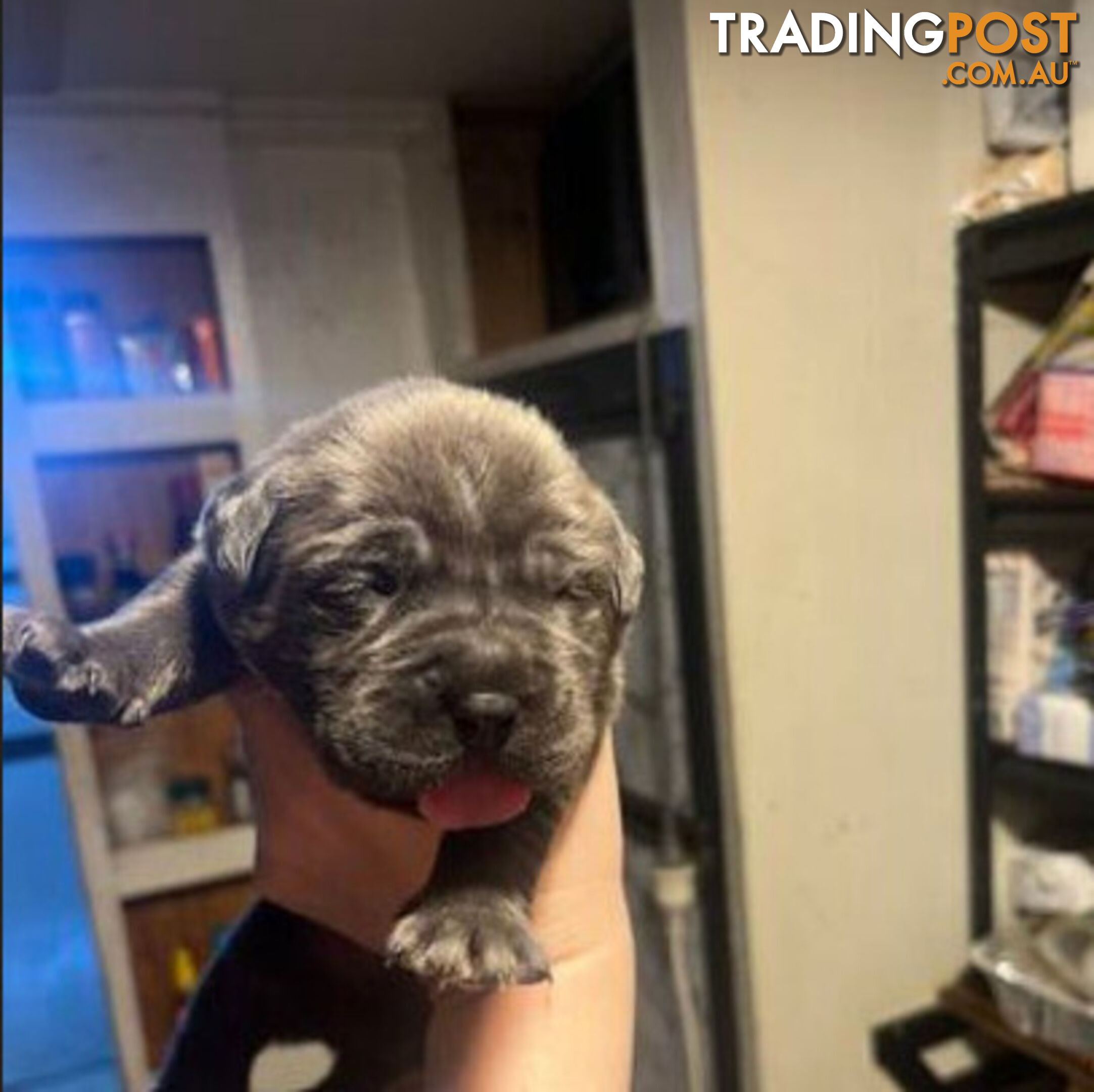 Pure Breed Neapolitan Mastiff Puppies For Sale