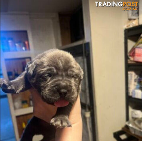 Pure Breed Neapolitan Mastiff Puppies For Sale