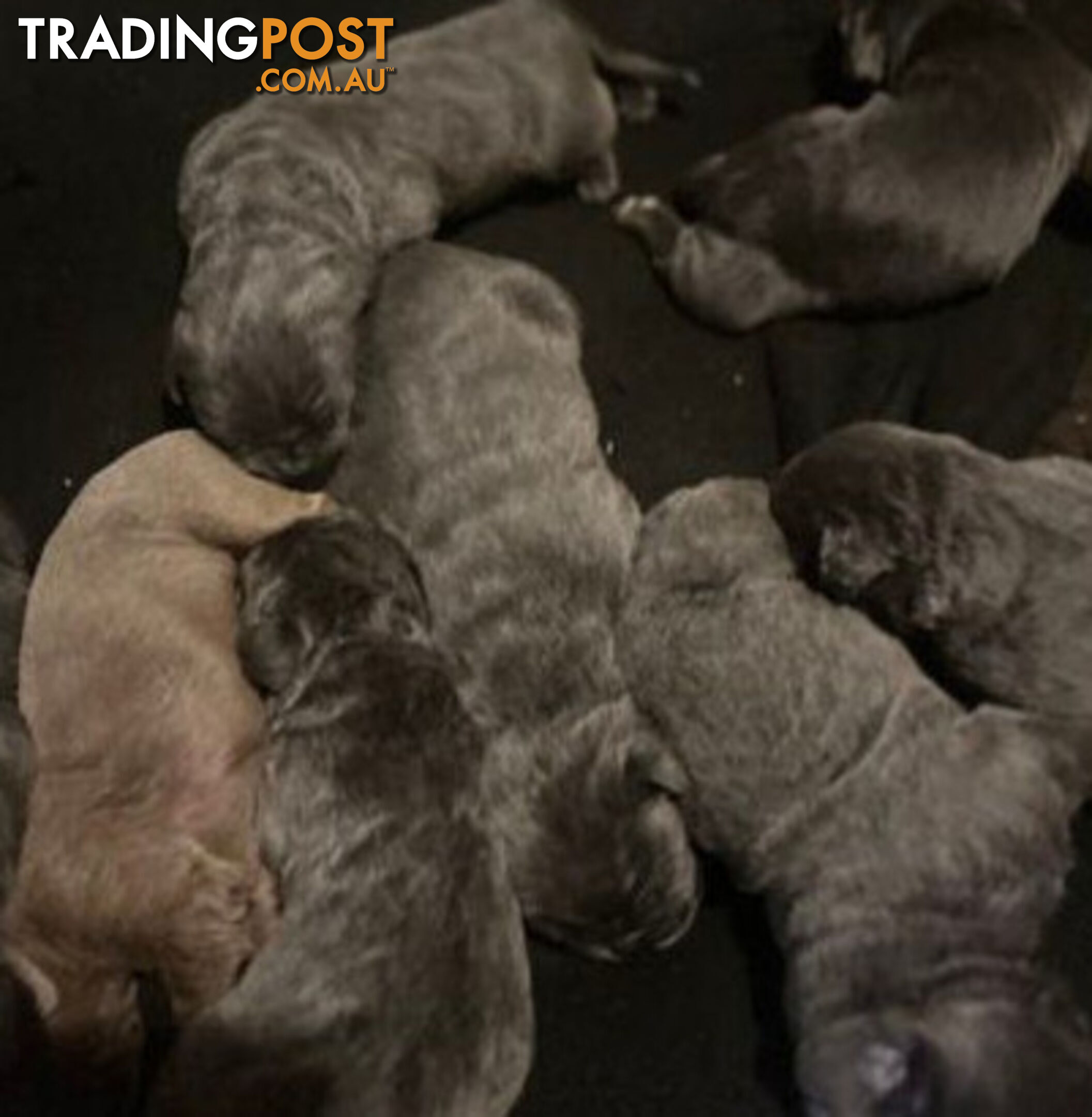 Pure Breed Neapolitan Mastiff Puppies For Sale