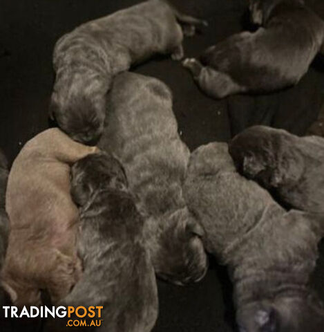 Pure Breed Neapolitan Mastiff Puppies For Sale