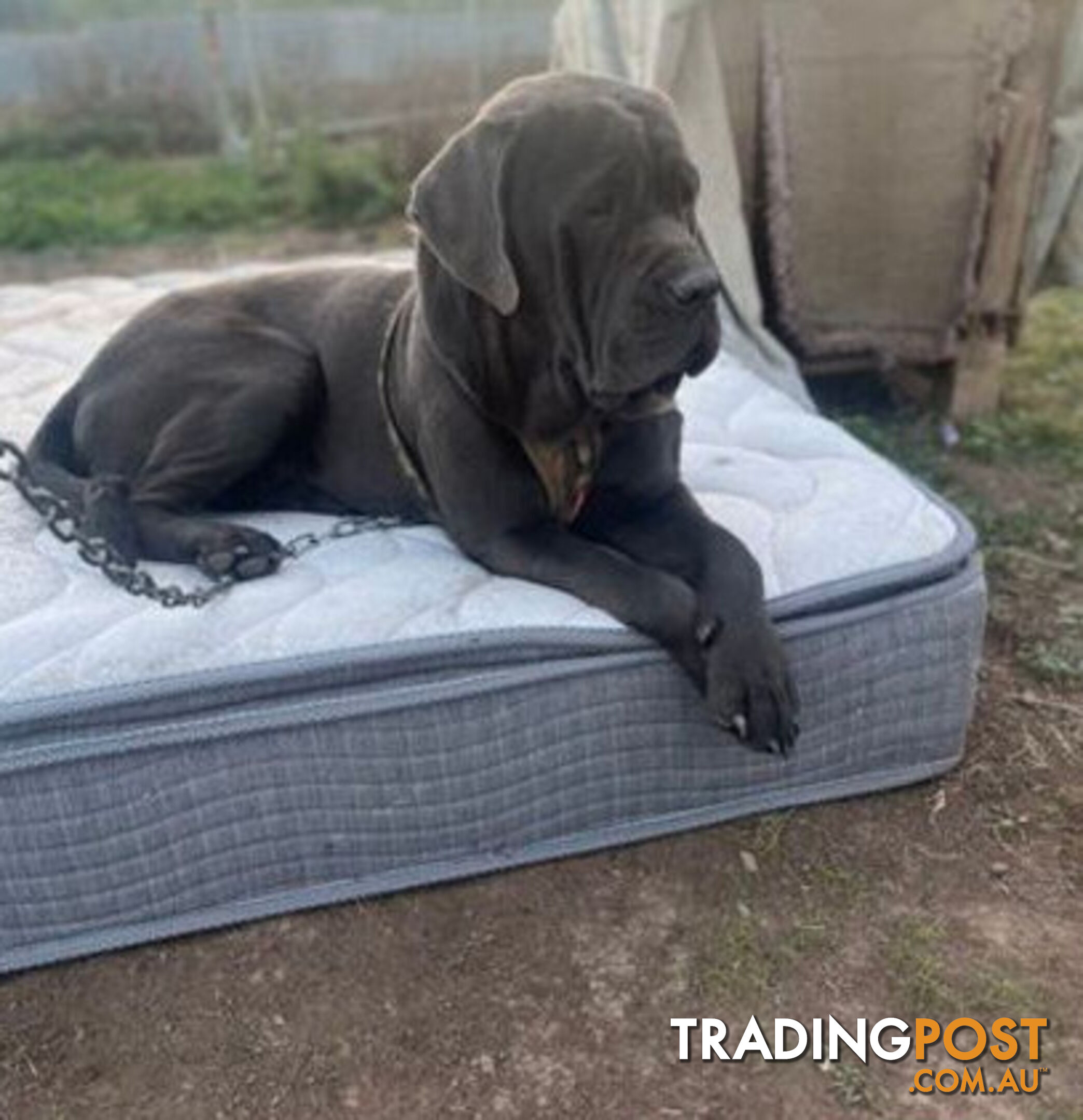 Pure Breed Neapolitan Mastiff Puppies For Sale