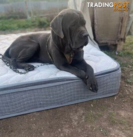 Pure Breed Neapolitan Mastiff Puppies For Sale