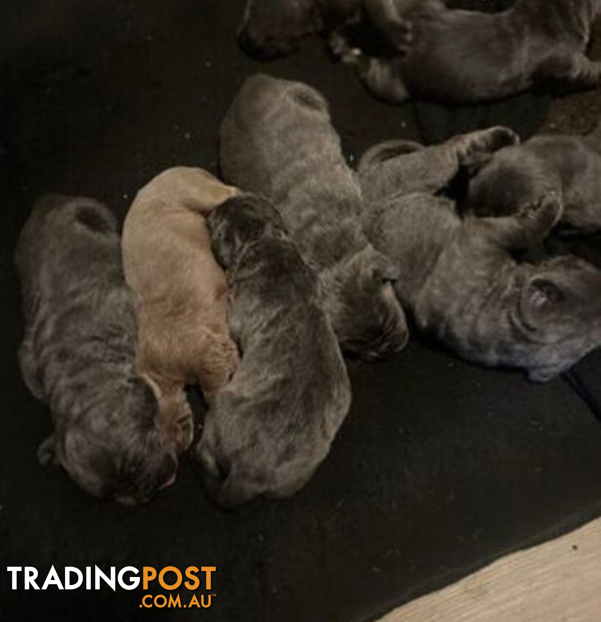 Pure Breed Neapolitan Mastiff Puppies For Sale