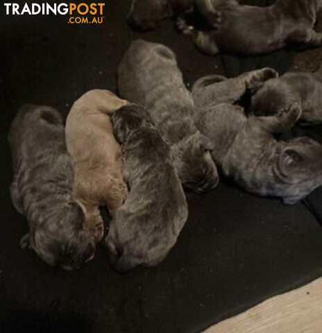 Pure Breed Neapolitan Mastiff Puppies For Sale