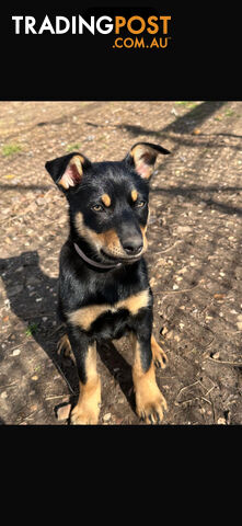 kelpie female pup