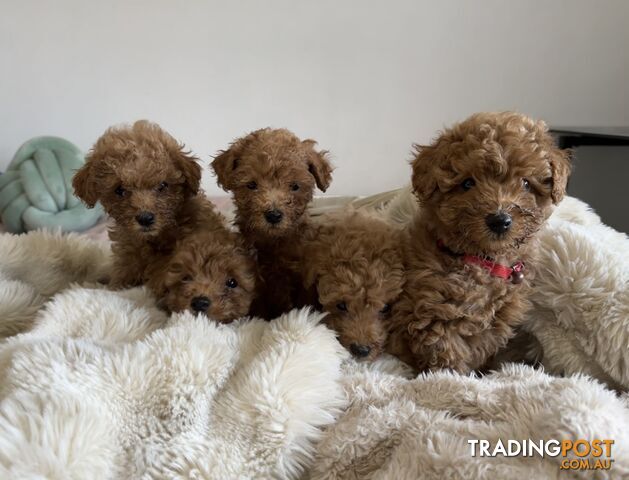 5 Gorgeous Dark Red Toy Poodle